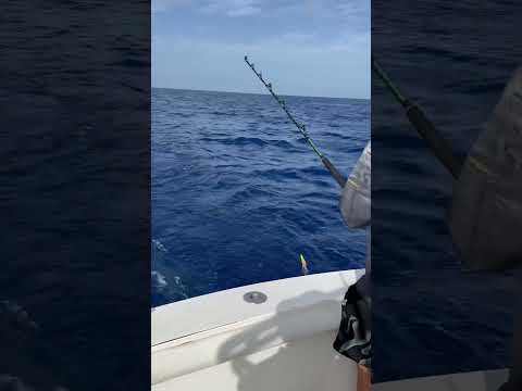 First time fishing the Caribbean Sea with Stanley’s got some jacks and tuna #fishing #jamaica  ￼