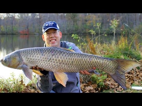 How to catch grass carp - Grass carp fishing - Fishing for grass carp