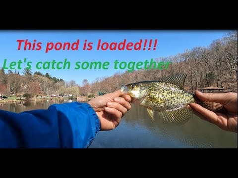 Fishing at Gedney Park pond in Chappaqua, Westchester County. Tons of fish but can I catch them?