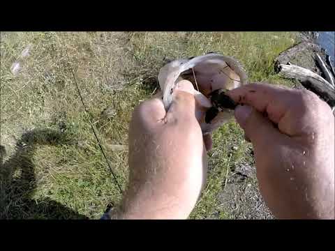 Guadalupe Reservoir BAss Fishing
