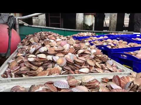 Scallops - San Remo Co Op