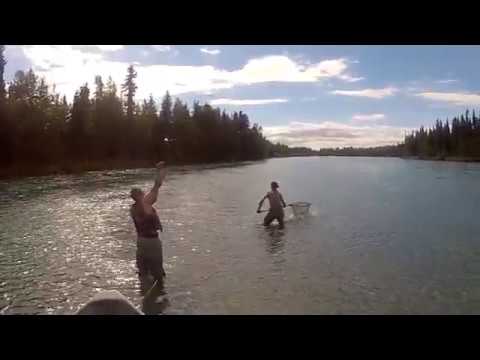 Nice Rainbow Trout, Alaska Fly Fishing,Kenai River,Cooper Landing