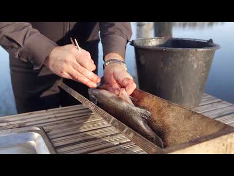 goSaimaa Kalastus | Fishing