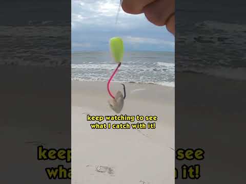 How to use sand fleas as bait! #sandfleas #fishbait #surffish #surffishing