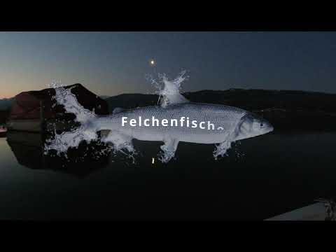 Felchendrill Zürichsee