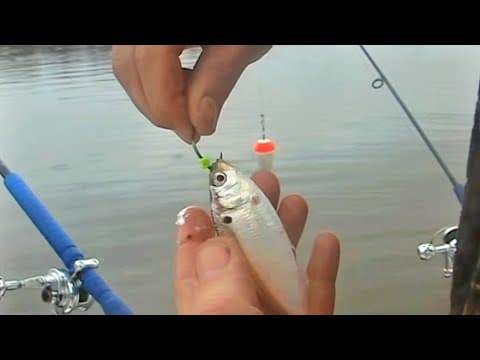 How to Hook, Rig Shad and Herring for Striper Fishing. EPIC TRICK I HAVE NEVER SHARED BEFORE! Simrad