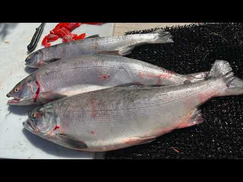 Alaska fishing 2022,    Dipnetting on the Kenai River     HD 1080p