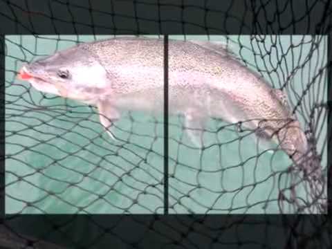 Kenai River Alaska - Fishing For Monster Rainbow Trout