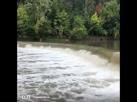 Salmon migration in Toronto