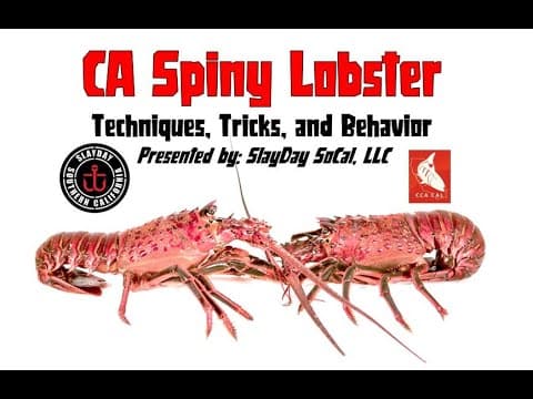 CA Spiny Lobster Hoopnetting Basics and Advanced Techniques - “How to” &amp; Instructions (2021) SLAYDAY
