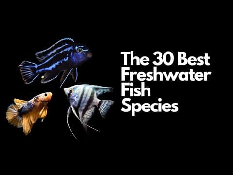 The 30 Best Freshwater Aquarium Fish 🐠