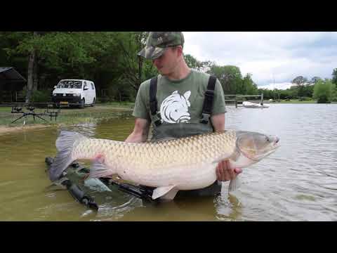 Carpfishing - Le Taillis Des Landes 4K