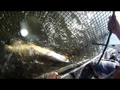 GIANT 50&quot; Summer Muskie - Lake of the Woods - Boatside Strike