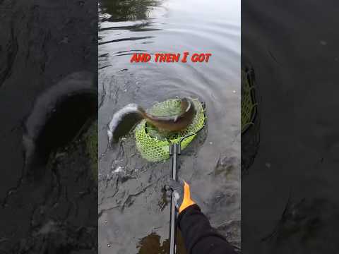 How to fish for trout with a spinner