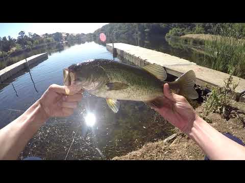 Bass Fishing in Foothills Park with no-sinker rig