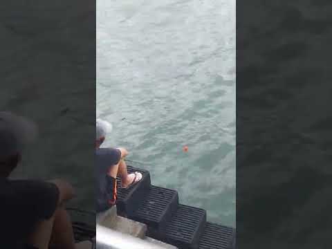 IS HE FISHING or JUST PLAYING😂?#viral #ferryhongkong #spotted #hongkong