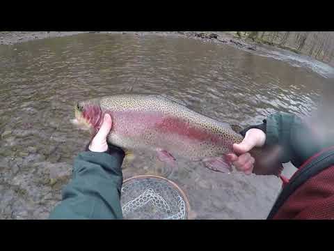 New Jersey big rainbow trout on centerpin