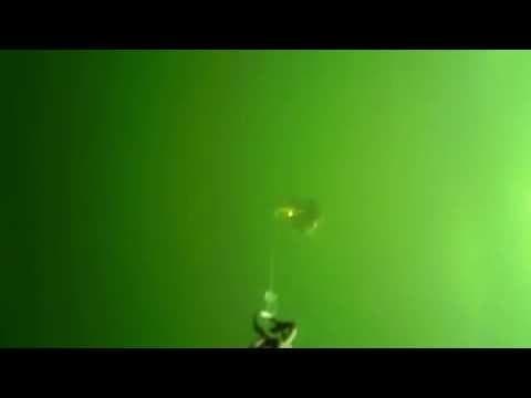Water Wolf Kamera - Schleppen auf Dorsch und Meerforelle - Kiel / Schleswig Holstein