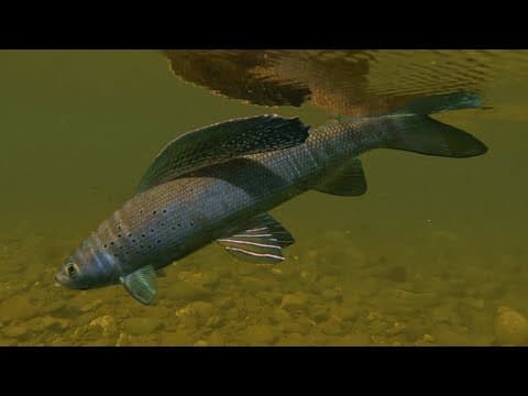 Dry Flies for Grayling on Chena River, Alaska