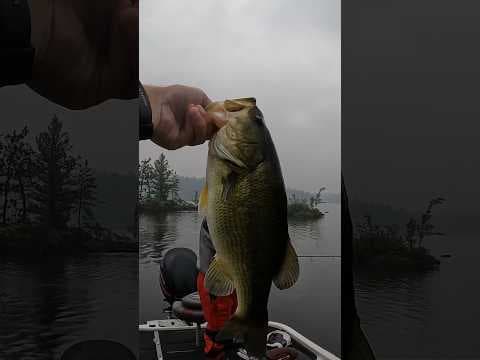 Catching BIG BASS on Rainy Day! 🎣🌧️ #shorts #fishing #bass #largemouth #senko #texasrig #rain