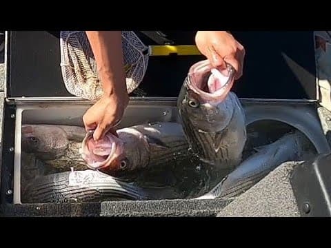 Big 8" Spoons for Striper LIMITS in Late November, (Castaic Lake)