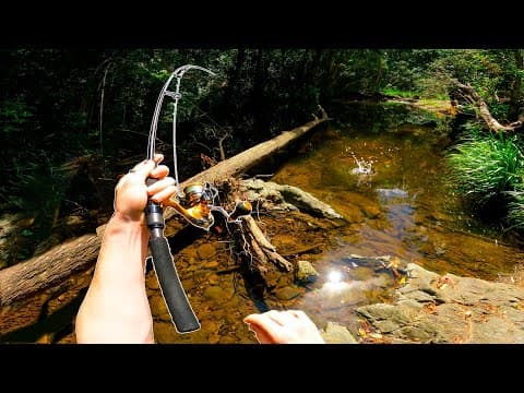 Fishing a SHALLOW Water Creek for Australian BASS