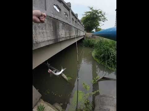 Lure fishing for culter alburnus