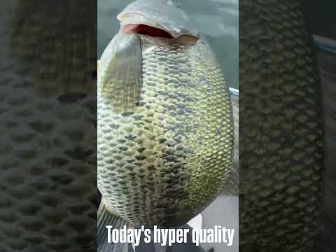 Hyper quality largemouth bass in Lake Biwa, Japan #bassfishingjapan #bassfishing #bassfishingtrip