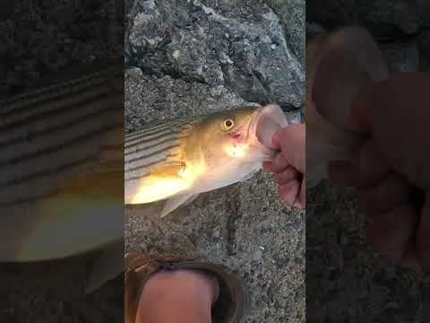 baby striped bass Beverly MA 🎣