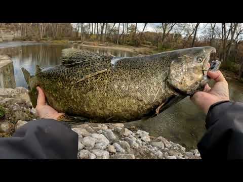 King Salmon caught in the Chagrin River (NE Ohio) while steelhead fishing.