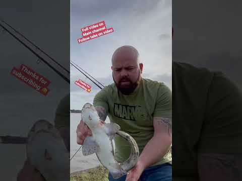 How to handle a dogfish #shark #shorts #shortvideo #seafishing
