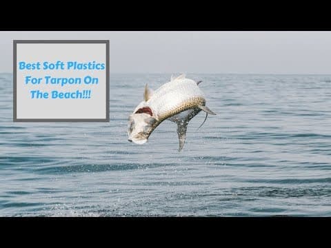 Best Soft Plastic Lures To Catch Tarpon