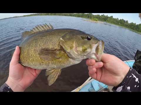 Catching Huge fall Smallmouth!!! - Ottawa River