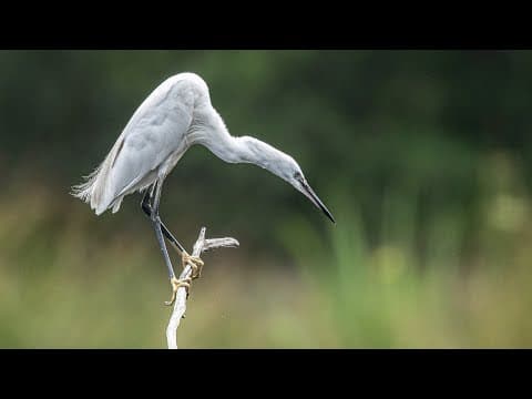 Little Egrets