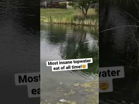 Most insane topwater bite! DFW pond hopping at its finest! #fishing #bassfishing