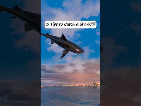Here&#39;s a handy guide and video to help you catch your first shark for your tank 🦈