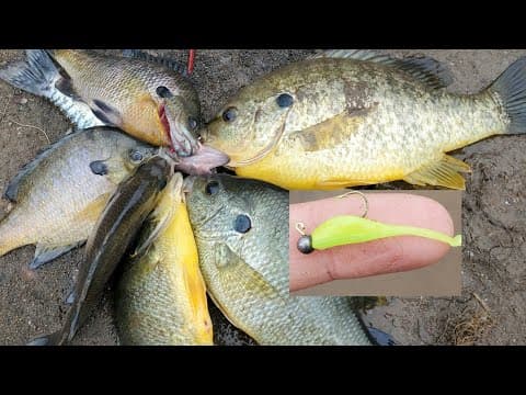 WINTER Bluegill and Shellcracker Fishing From The Bank