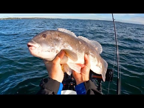 Bottom Fishing Rhode Island For Blackfish (Tautog) Fall Run 2023