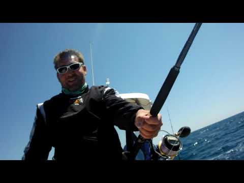 Ancona Tuna