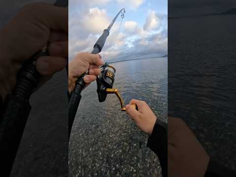 Puget Sound shore fishing! 2023