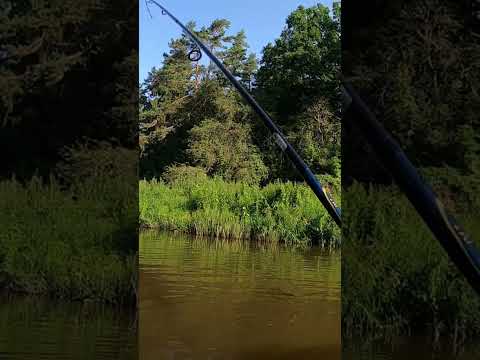 Pike in Two days FISHING adventure in small river in Latvia at Lithuanian border with PACKRAFT.