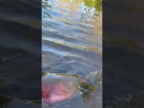 Fire Truck Coho #shorts #salmonfishing #salmon #salmonrun #coho #fishing #fishingvideo #angling