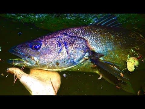 Simple Way Of Catching Mulloway/Jewfish