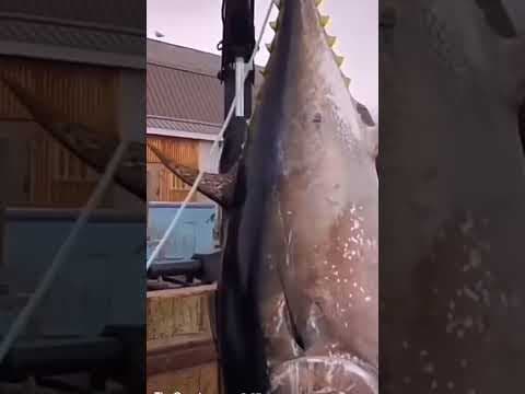 Catching a 1000 pound blue fin tuna, one of the most expensive fish in the world #fishing #bluefin