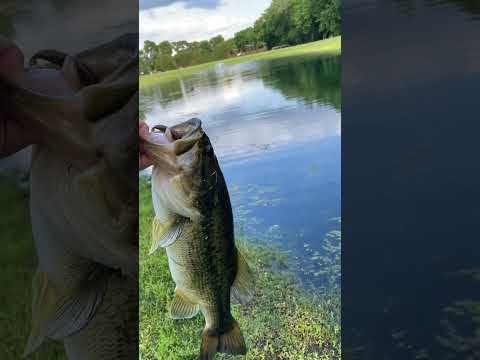 Best lure for big pond bass! #fishing