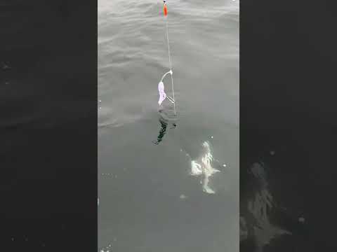 Puget sound Halibut #fishing #kids #washington