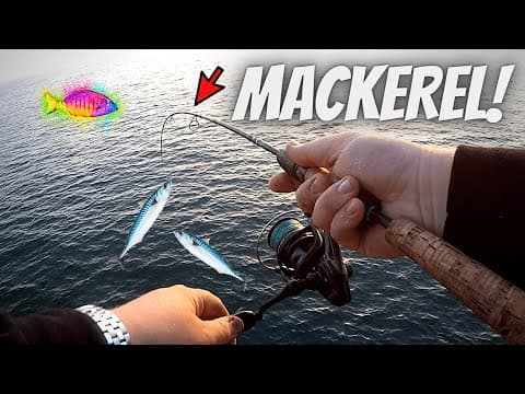 BEST RIG & BAIT For Mackerel (SURPRISE SHARK!) Pier Fishing