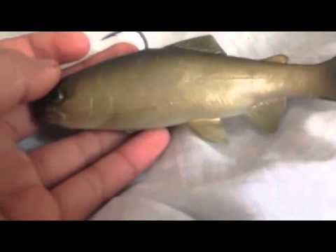 Huddleston swimbait review and tips