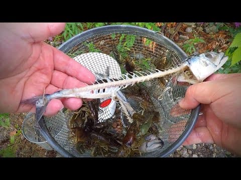 The Best Bait to Catch Crayfish! (Trapping Experiment!)