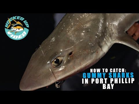 How To Catch Gummy Sharks In Port Phillip Bay